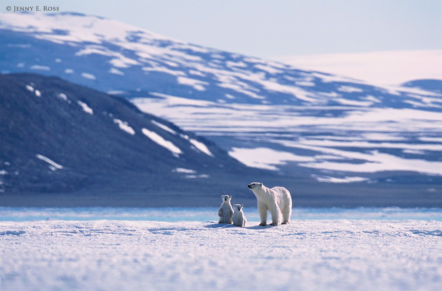 Polar bear (Ursus maritimus) mother and twin cubs (about 6 months old) on sea ice in a fjord.