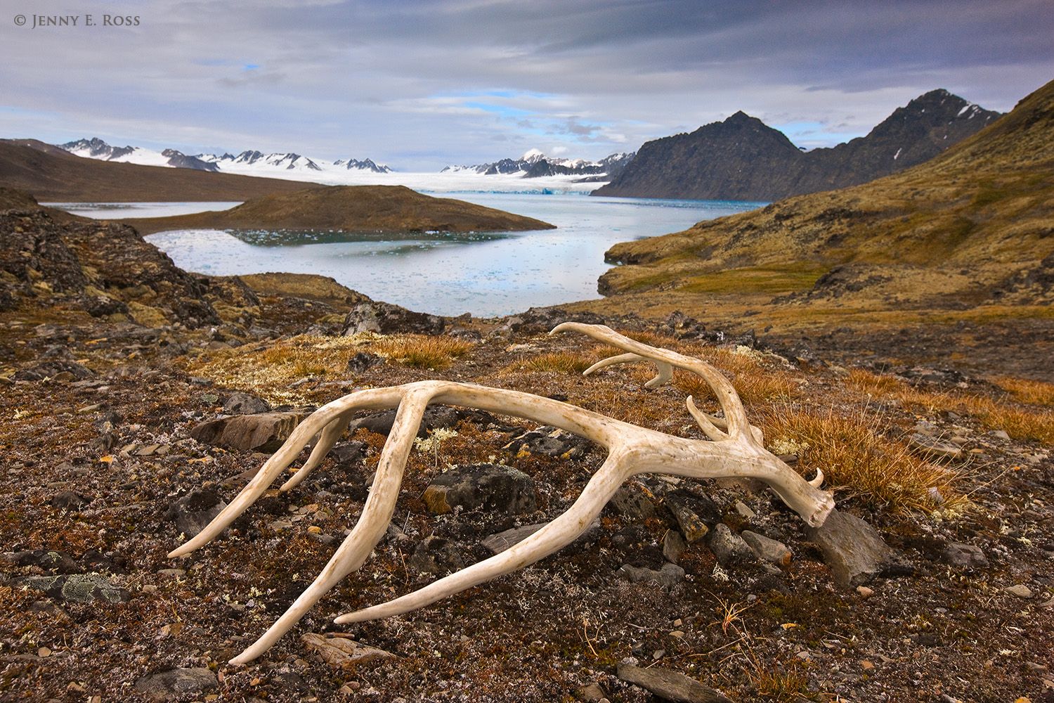 The antler of a Svalbard Reindeer (Rangifer tarandus platyrhynchus), Signehamna in Lilliehook Fjorden, Spitsbergen, Svalbard. The distant glacier is Lilliehook Breen.