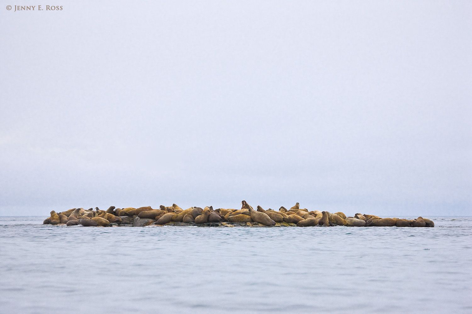 Atlantic Walruses (Odobenus rosmarus rosmarus) resting on offshore rocks at Kvitoya, the easternmost island in the Svalbard Archipelago, Norway.