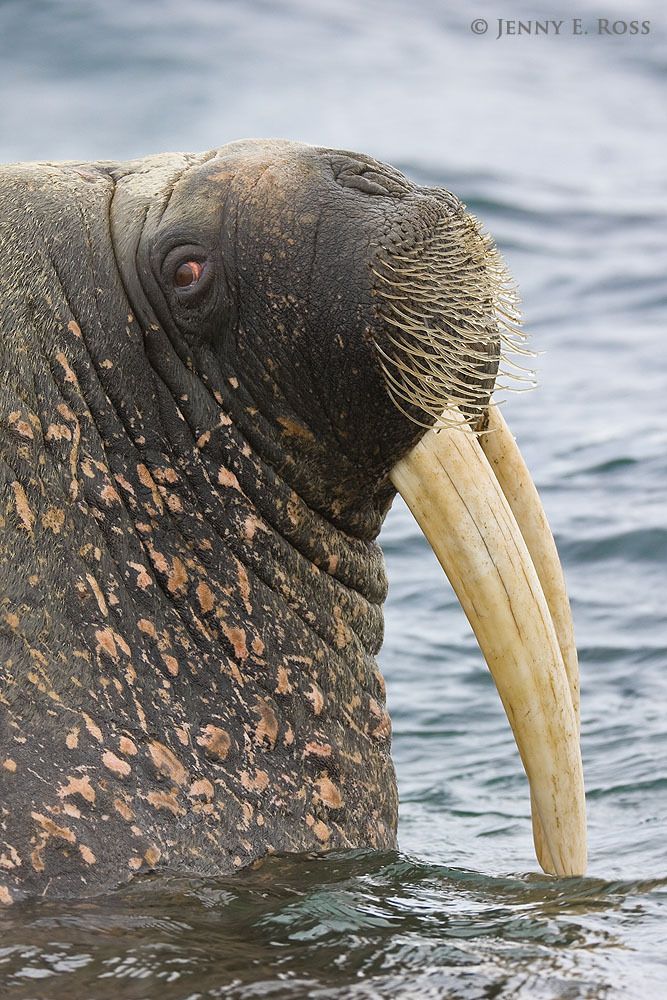 An adult Atlantic Walrus (Odobenus rosmarus rosmarus) in the Arctic Ocean near the shore of Lagoya Island in the Svalbard Archipelago, Norway.