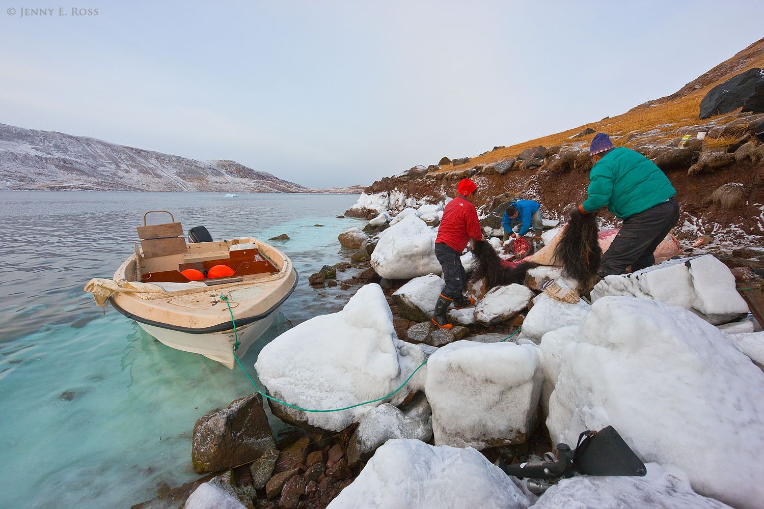 Inuit hunters butcher an adult male musk ox (Ovibos moschatus) they have killed for food, and remove the animal's pelt.