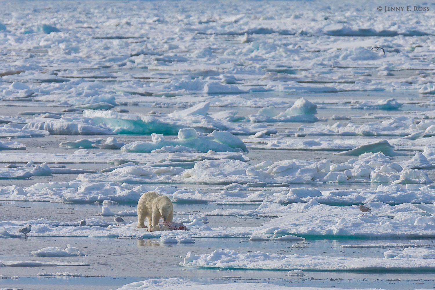 An adult male polar bear (Ursus maritimus) on melting summer sea ice with the body of a young bear (a yearling cub, about 19 months old) he killed for food. Olgastretet, Barents Sea (Arctic Ocean), within the Svalbard Archipelago. Polar bear infanticide and cannibalism on sea ice, Barents Sea, Svalbard Archipelgo, Norway.