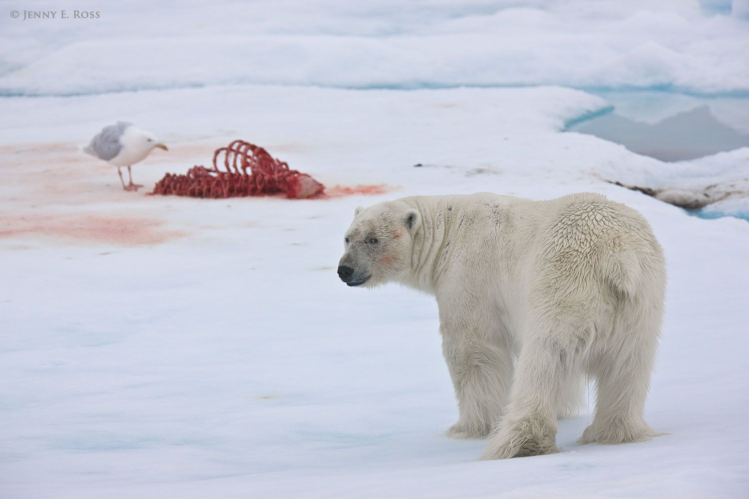 Adult male polar bear (Ursus maritimus) warily approaches a seal carcass on the sea ice.