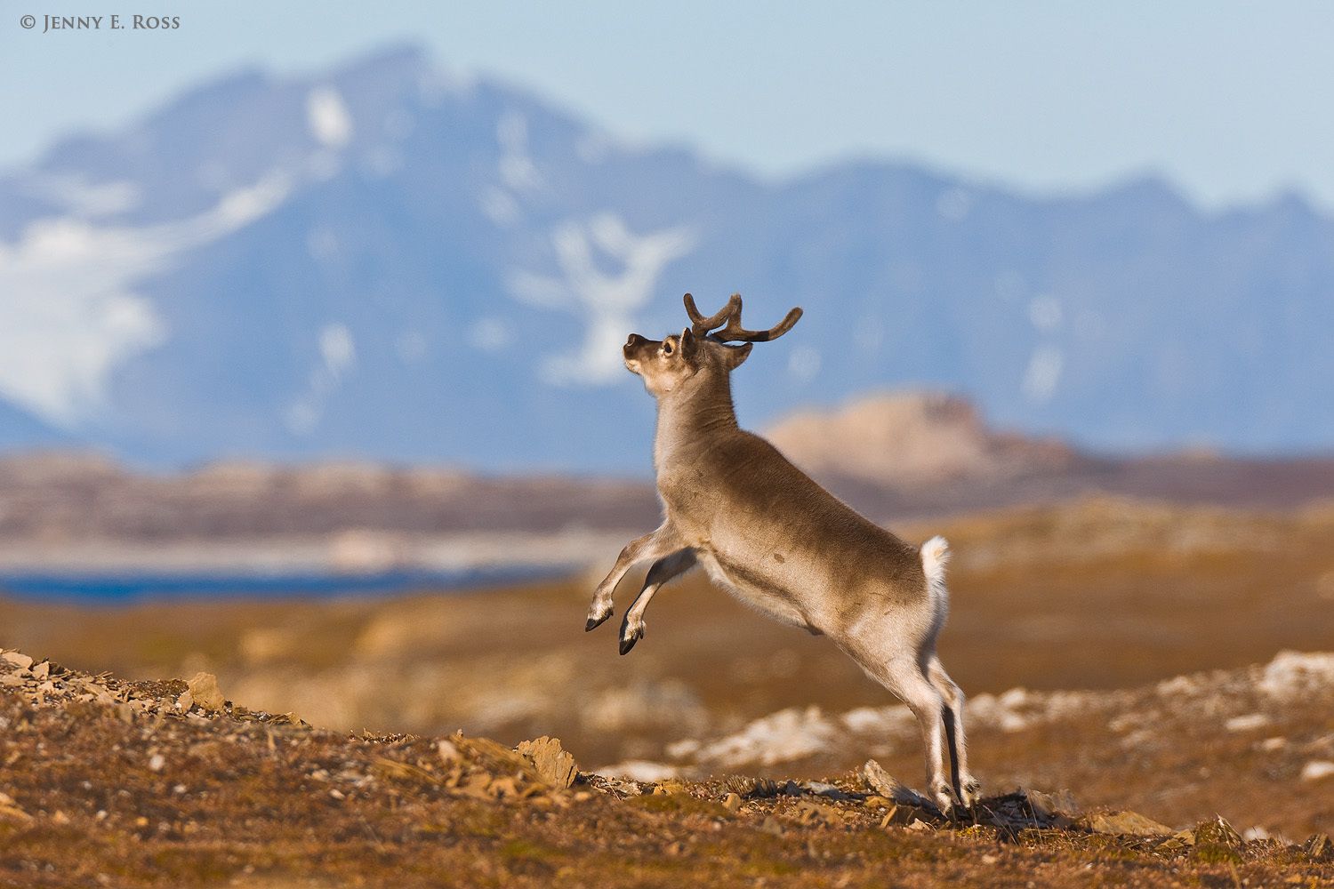 A Svalbard Reindeer (Rangifer tarandus platyrhynchus) on the tundra at Eidembukta on Spitsbergen, in the Svalbard Archipelago, Norway.
