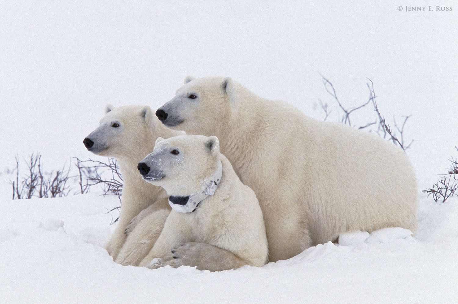 Polar bear research, Western Hudson Bay, Manitoba, Canada.