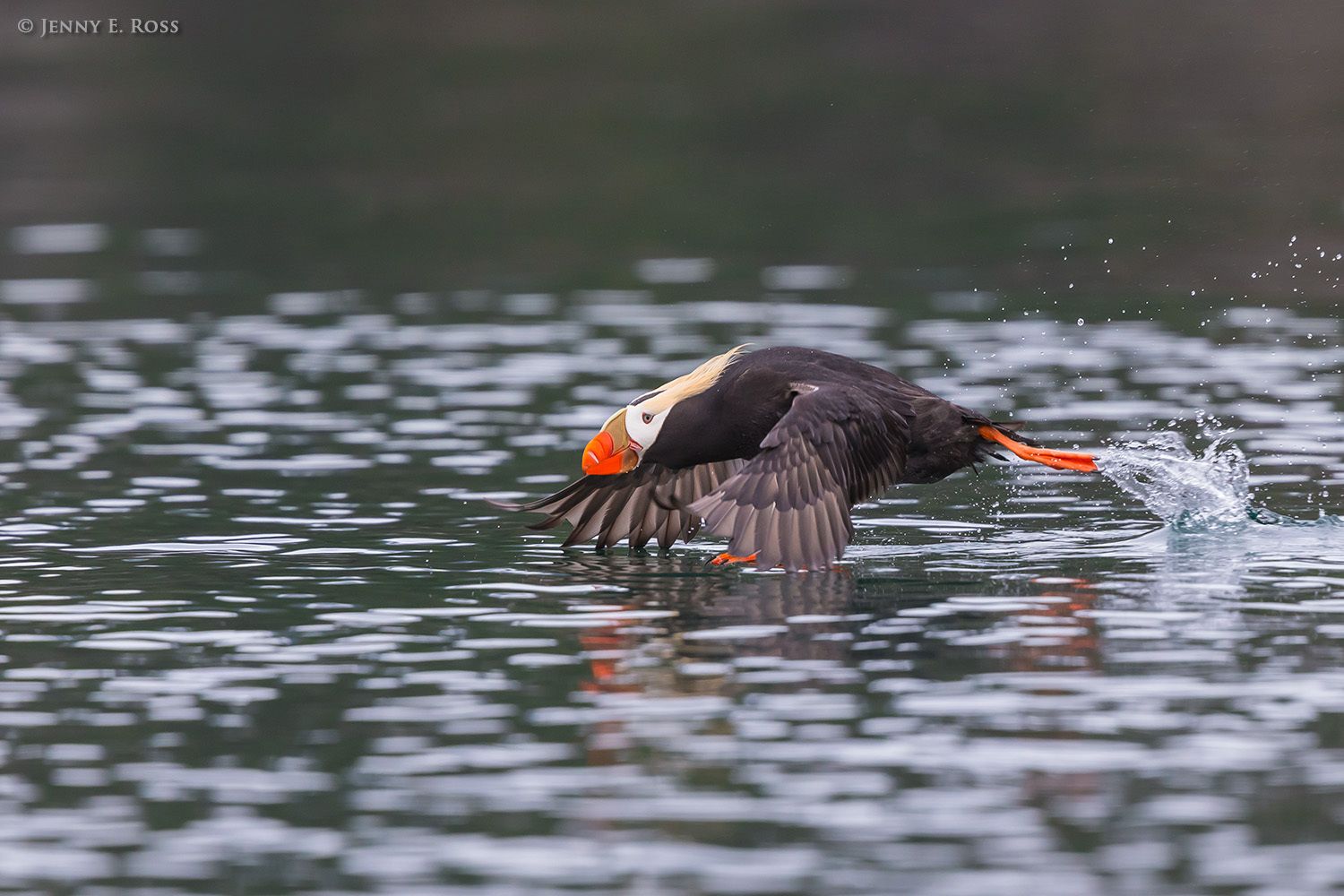 An adult Tufted Puffin (Fratercula cirrhata) running across the water flapping its wings as it attempts to lift off and fly in the Copper River Delta.