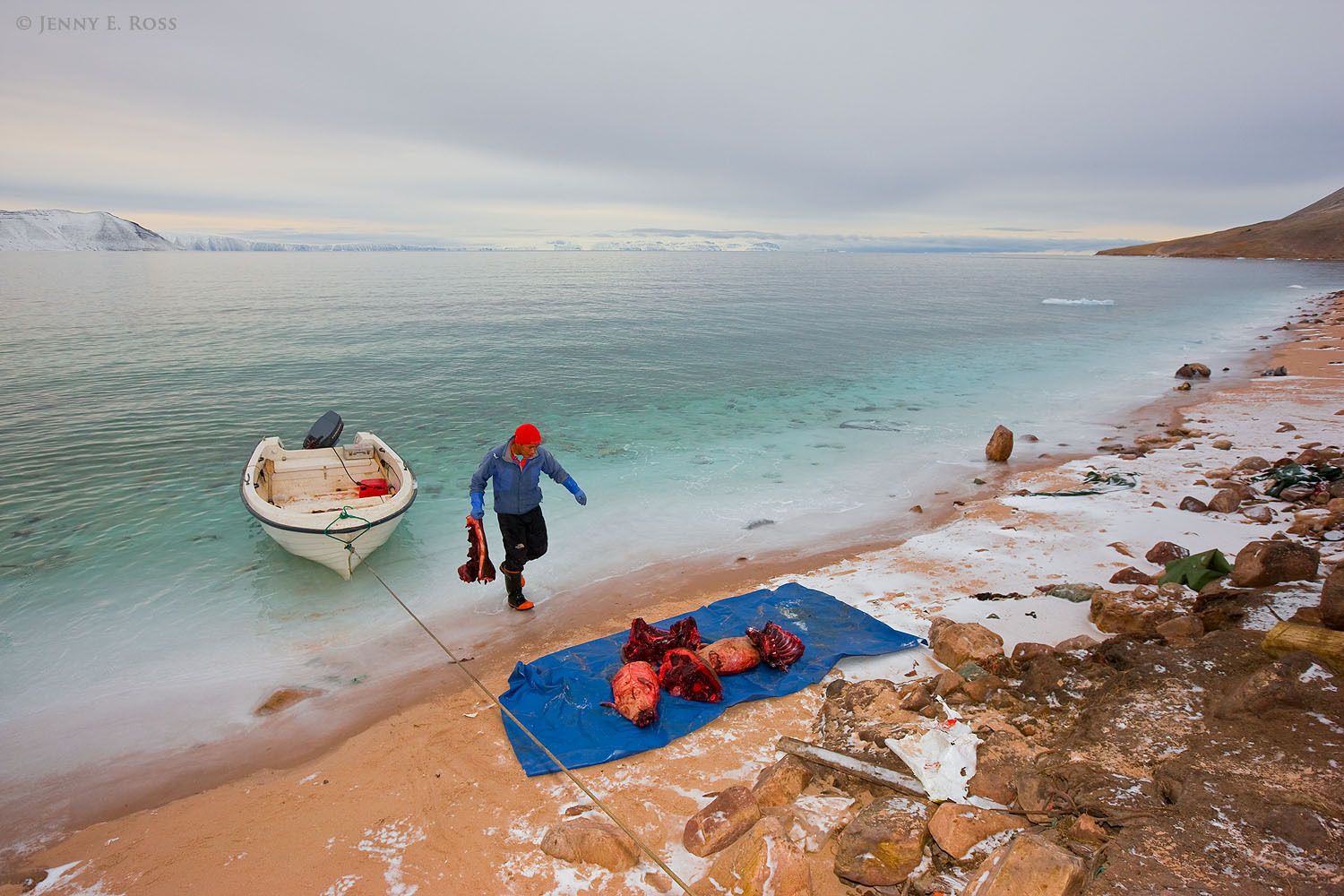 Following a subsistence hunt for walrus, seals, and musk ox, an indigenous Inuit hunter brings his share of the meat ashore in Siorapaluk, Northwest Greenland.
