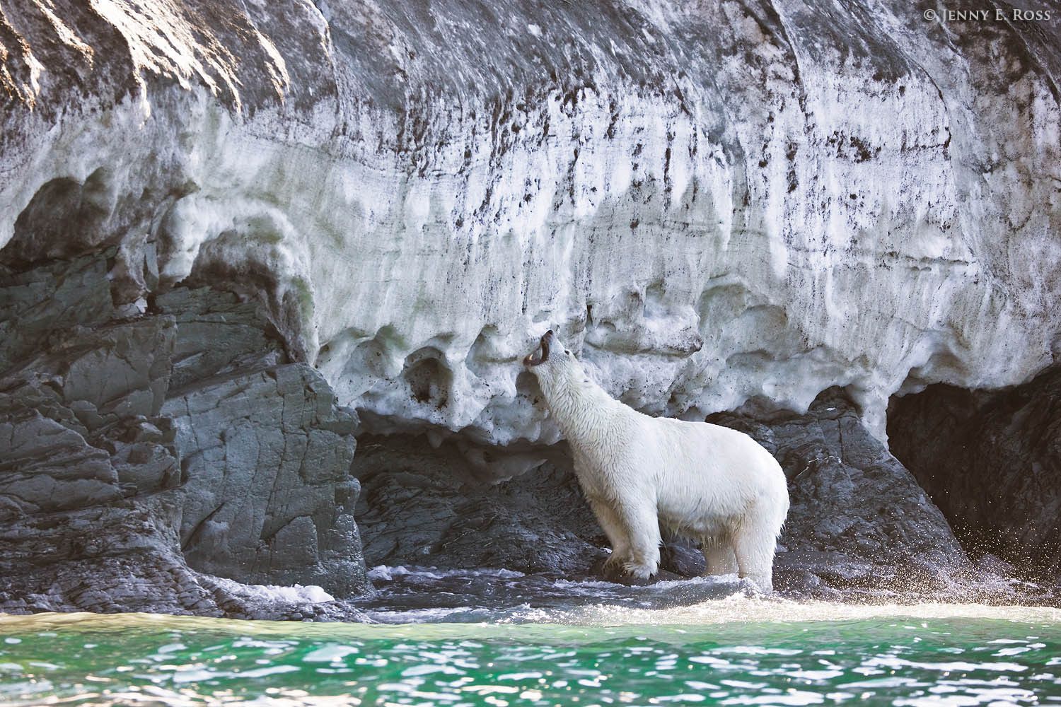 Stranded ashore on Wrangel Island due to lack of sea ice, a thirsty adult male polar bear "drinks" by eating snow on a hot summer day.
