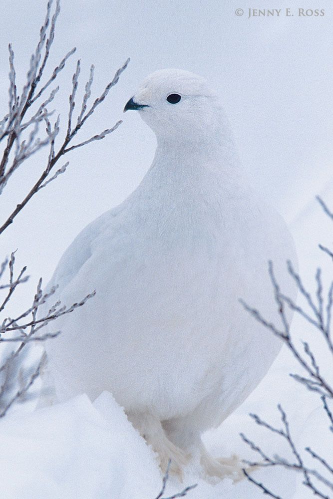 A Rock Ptarmigan (Lagopus muta), in winter plumage, is well-camouflaged against the snowy ground near Churchill, Manitoba, Canada.