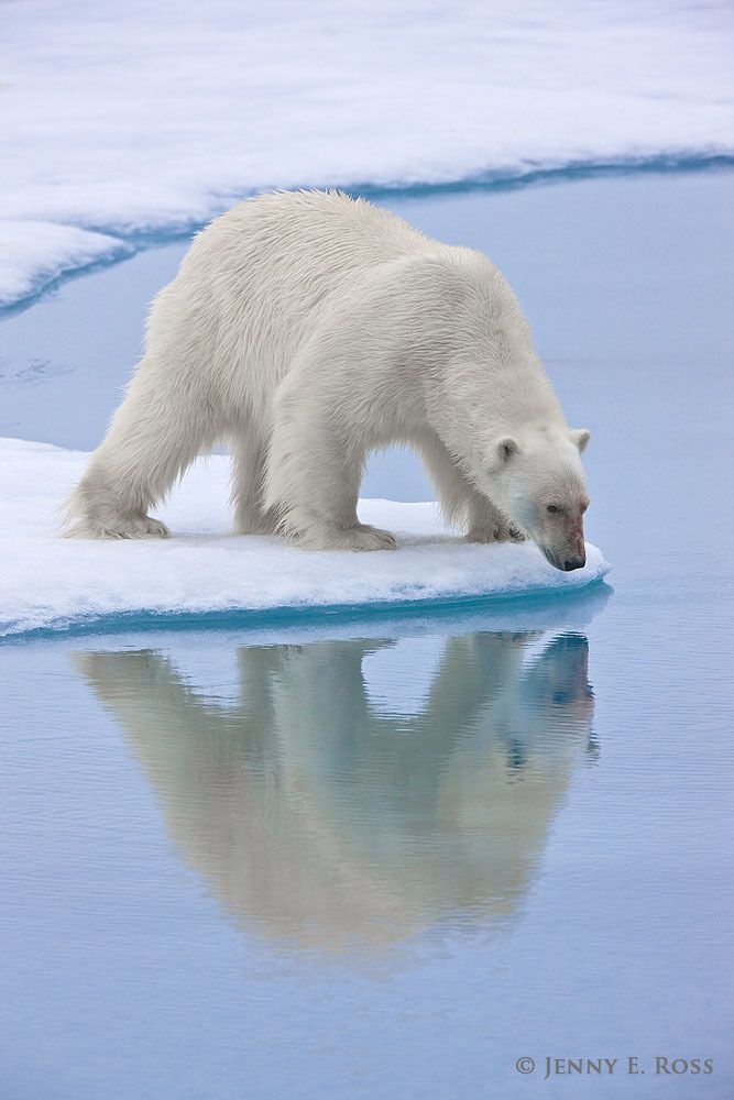 Adult male polar bear (Ursus maritimus) "still-hunting" on the sea ice -- waiting for an opportunity to grab an unsuspecting seal as it surfaces to breathe.