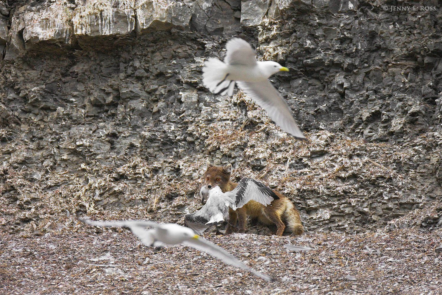 A young Arctic Fox (Alopex lagopus), in dark summer pelage, carrying a fledgling Black-legged Kittiwake (Rissa tridactyla) it has just killed at a seabird colony.