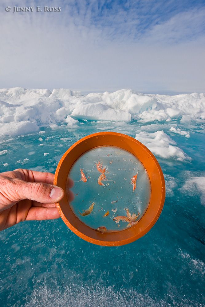 Scientific research on Arctic sea ice, central polar basin, Arctic Ocean.