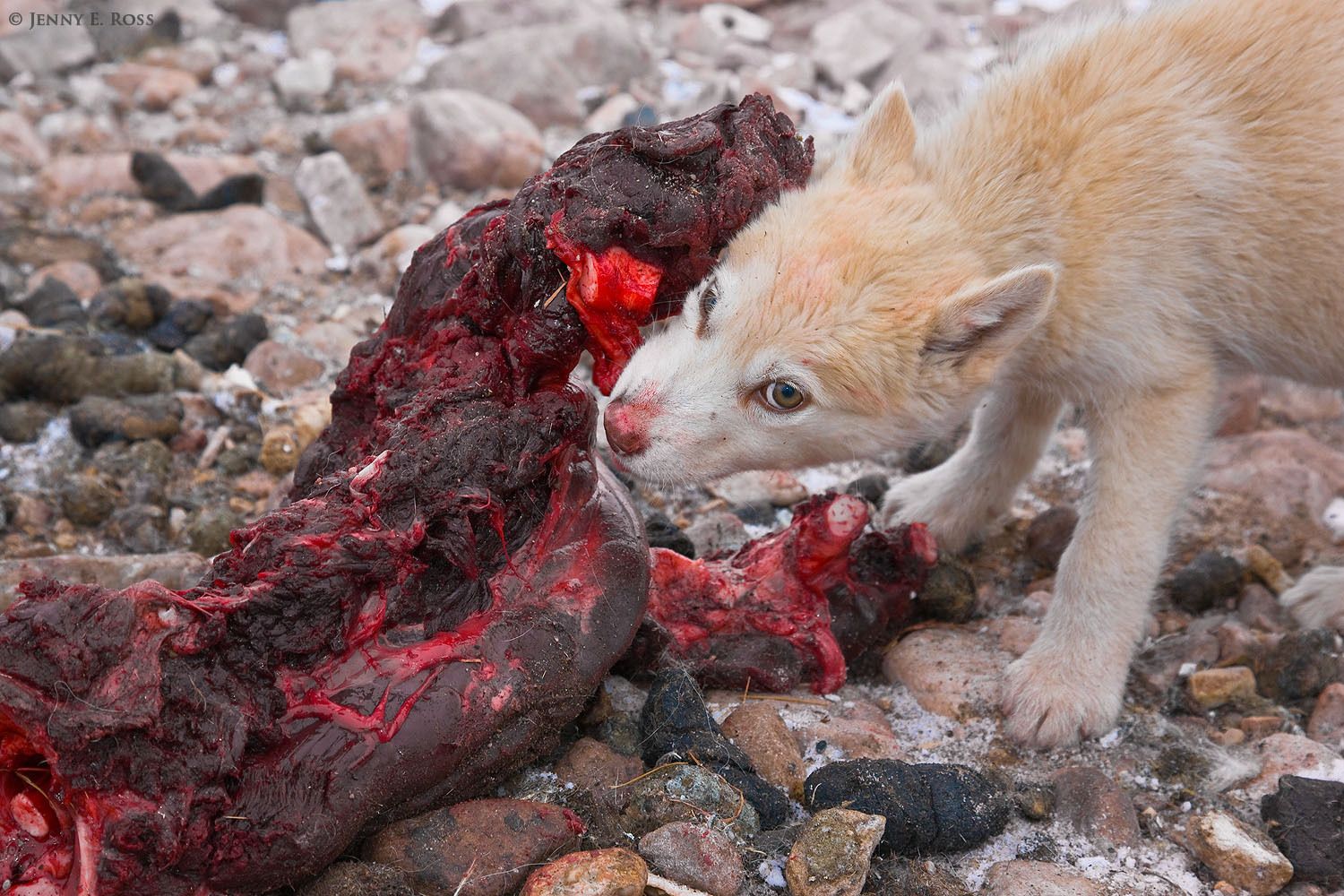 A Greenland sled dog puppy eating walrus meat in Siorapaluk, Northwest Greenland.