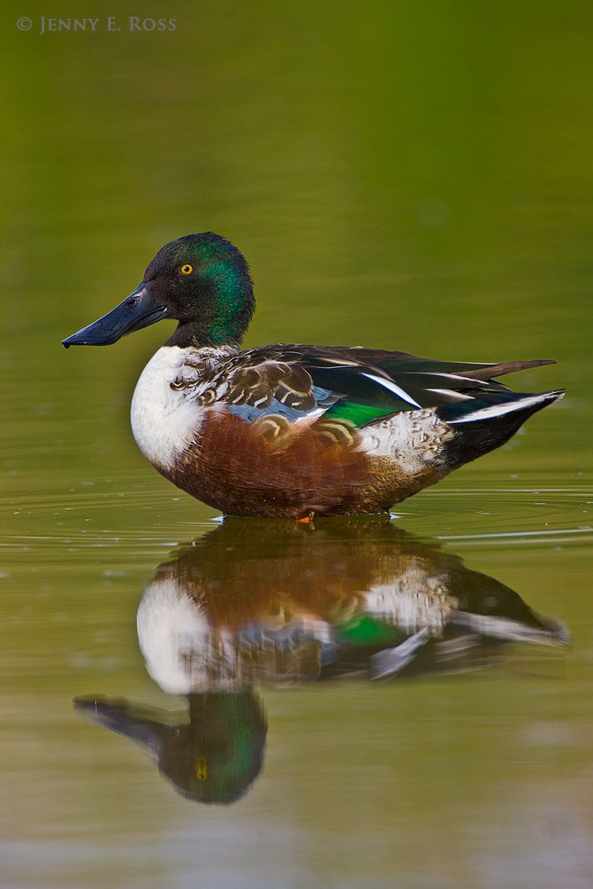 An adult male Northern Shoveler (Anas clypeata) in breeding plumage, resting in a marsh. This migratory dabbling duck species breeds in the Arcic and sub-Arctic, and elsewhere.