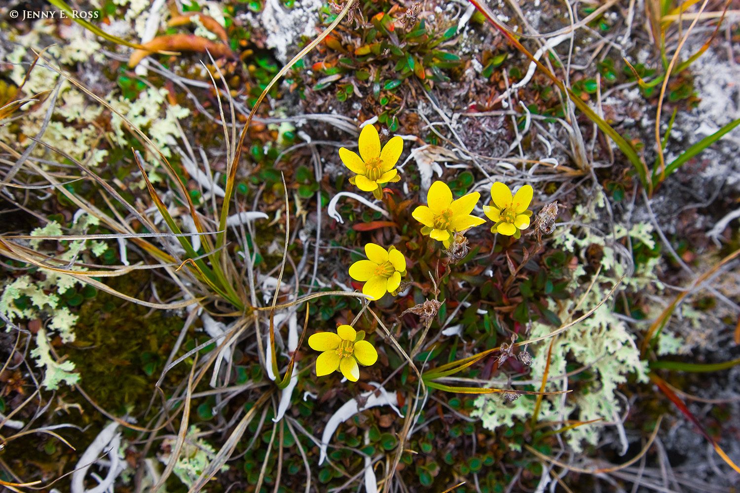 Yellow Marsh Saxifrage, Wrangel Island, Russia