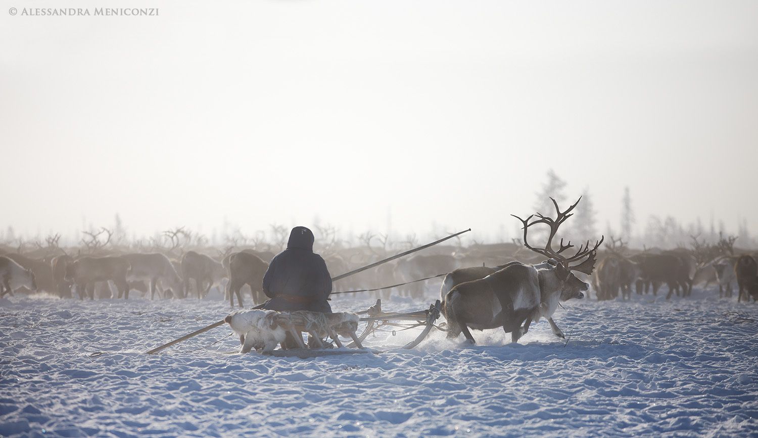 Yamal Peninsula, Siberia, Russian Federation. A Nenet herder with his reindeer.