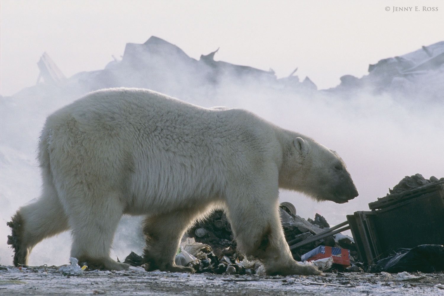 Stranded on land and unable to hunt seals due to a lack of sea ice, a polar bear forages for something to eat in a garbage dump.