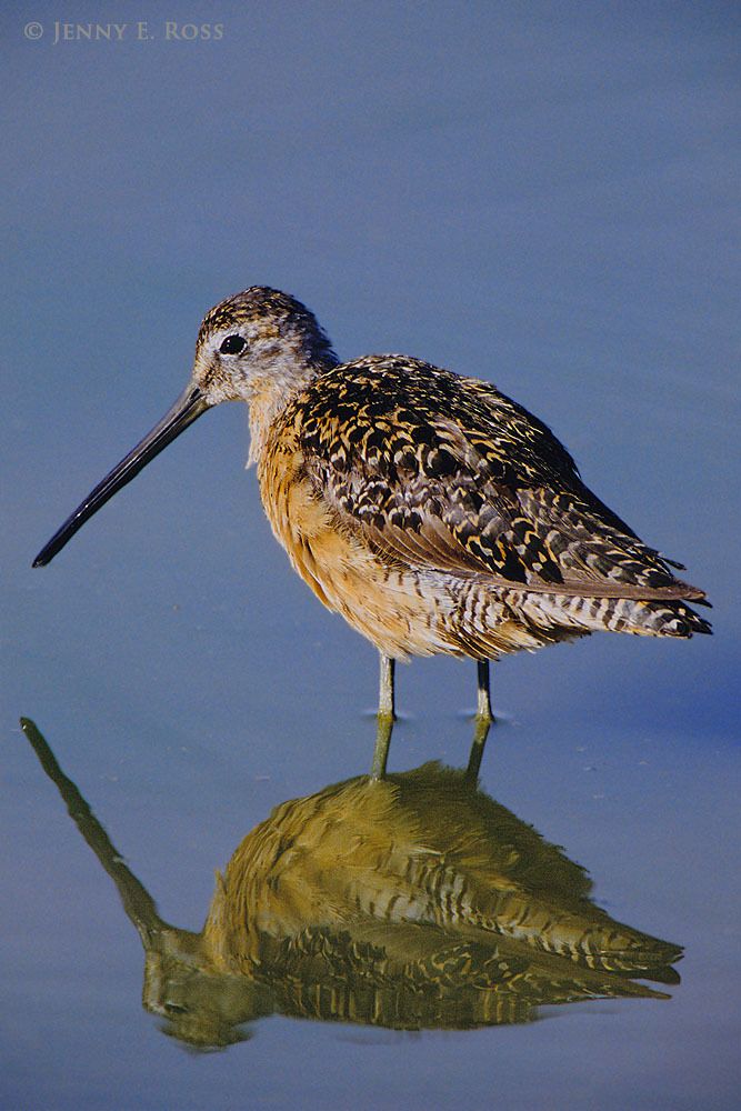 An adult Long-billed Dowitcher (Limnodromus scolopaceus) pauses while feeding on invertebrates in a marsh. This migratory shorebird breeds in the Arctic, in coastal tundra regions of northeast Siberia, Alaska, and northwest Canada.