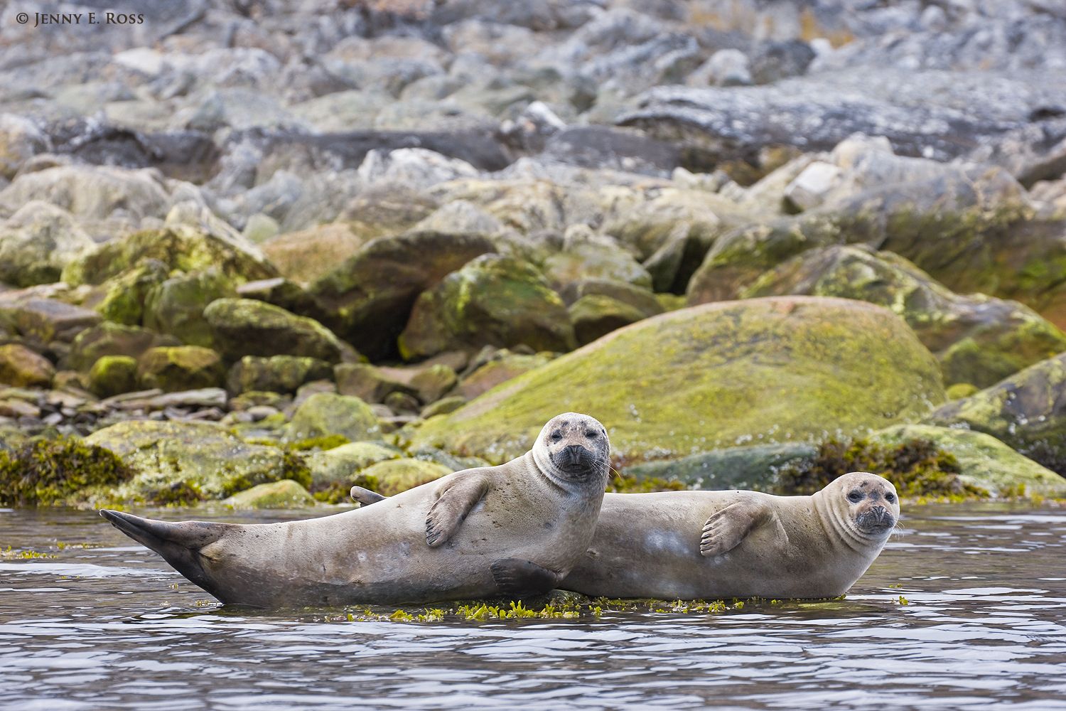 Harbor Seals (Phoca vitulina) at Virgohamna on Danskoya in the Svalbard Archipelago, Norway.