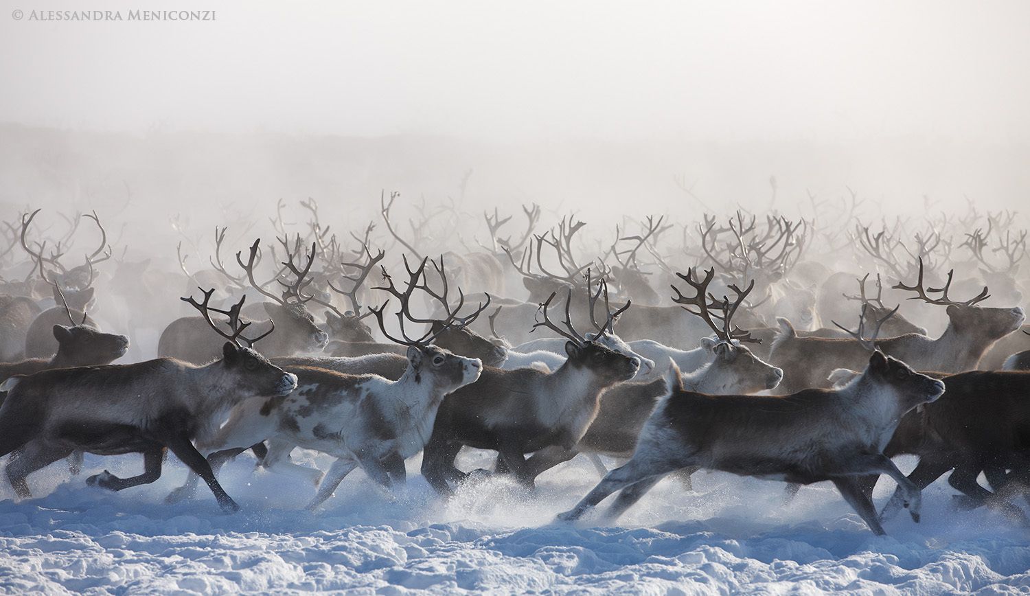 Yamal Peninsula, Siberia, Russian Federation. Domestic reindeer owned by Nenet herders.