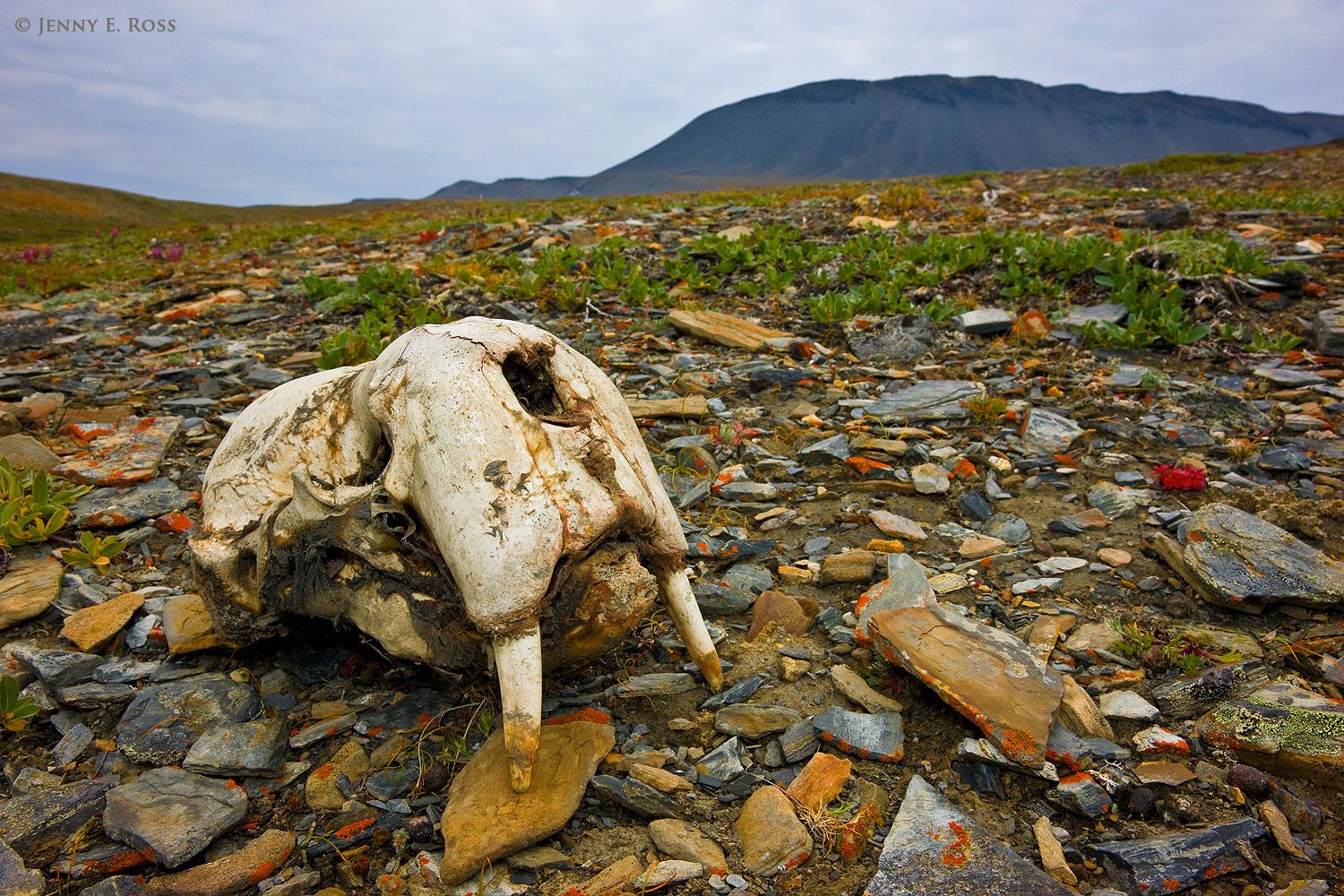 Pacific Walrus (Odobenus rosmarus divergens) skull, Wrangel Island, Russia