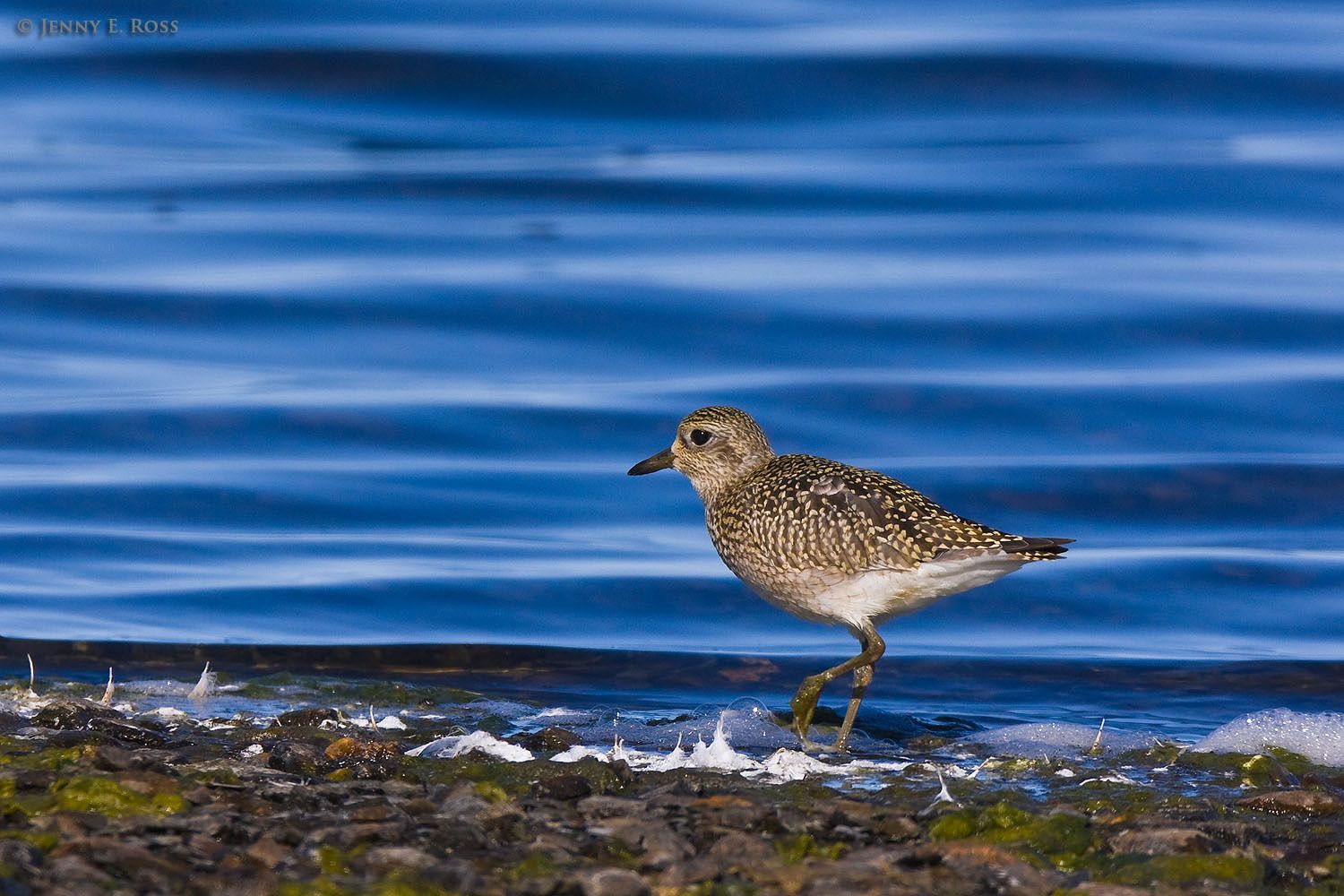 A Black-bellied Plover (Pluvialis squatarola, aka grey plover) foraging along the edge of a small lake on Wrangel Island in the East Siberian Sea (Arctic Ocean), Russia.