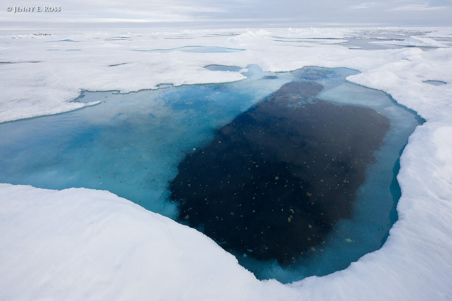 Aggregations of ice algae and plankton, floating in the Arctic Ocean