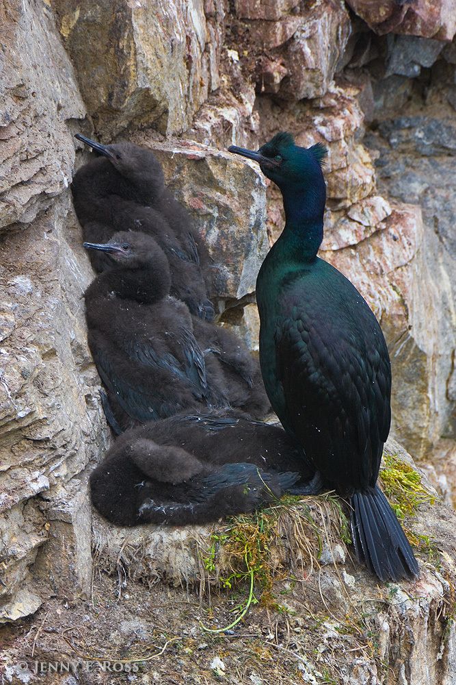 Pelagic Cormorant (Phalacrocorax pelagicus)