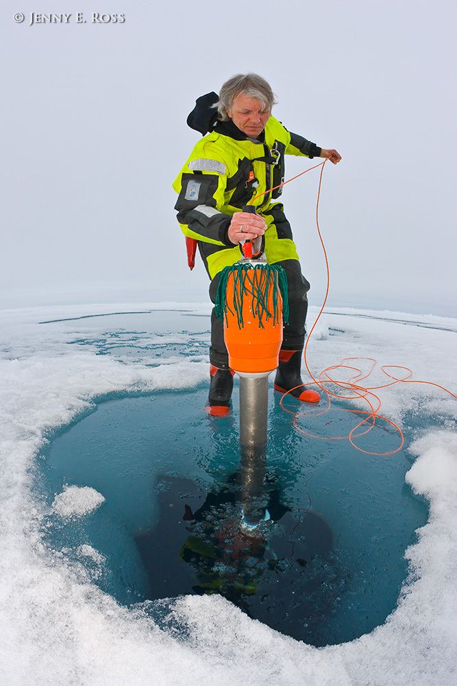 Norwegian Polar Institute geophysicist Dr. Arild Sundfjord, a physical oceanographer, retrieves a scientific device that he deployed through a hole in Arctic sea ice during a research expedition. The device is a tethered, free-falling, turbulence drop-sonde. The device’s primary function is to collect data concerning various turbulence characteristics at different ocean depths as it moves through the water column in a particular location. This work was conducted on a large floe of melting summer sea ice in the Arctic Ocean as part of NPI's 2012 "ICE" (Ice, Climate, and Ecosystems) expedition. The NPI research ship "RV Lance" was attached securely to this particular floe of ice, and the vessel moved with the floe as the ice floated freely in the ocean, for the duration of various on-ice research activities in July-August 2012. Although it appears that Dr. Sundfjord is standing on the surface of the water in the ice hole, in fact he is standing on water-saturated ice at the very edge of th Scientific research on arctic sea ice, central polar basin, Arctic Ocean