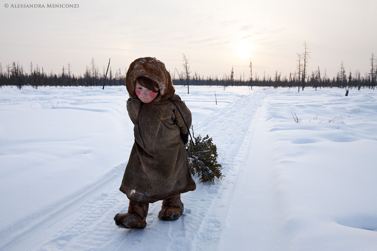 Yamal Peninsula, Siberia, Russian Federation. A young Nenet girl helps her family bring branches from a nearby forest back to their winter camp for firewood.