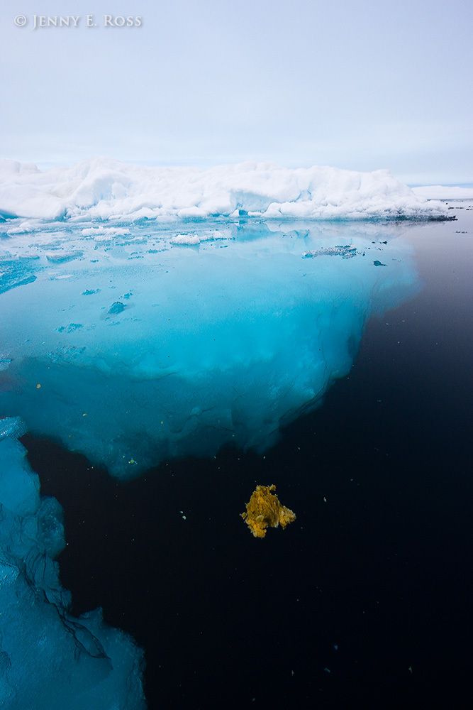 A lumpy aggregation of ice algae and plankton floating in the Arctic Ocean.