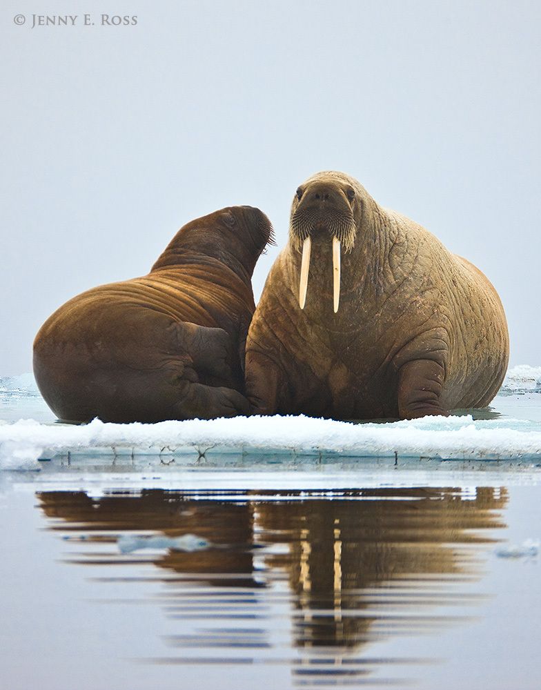 Atlantic Walrus mother & calf on sea ice,  Franz Josef Land, Russia
