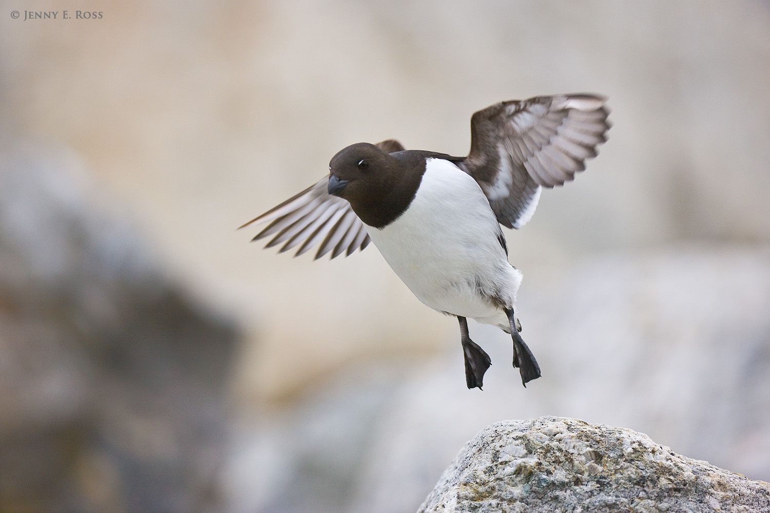 An adult Little Auk (Alle alle), aka Dovkie, at the Fuglesangen breeding colony on the island of Spitsbergen in the Svalbard Archipelago, Norway.