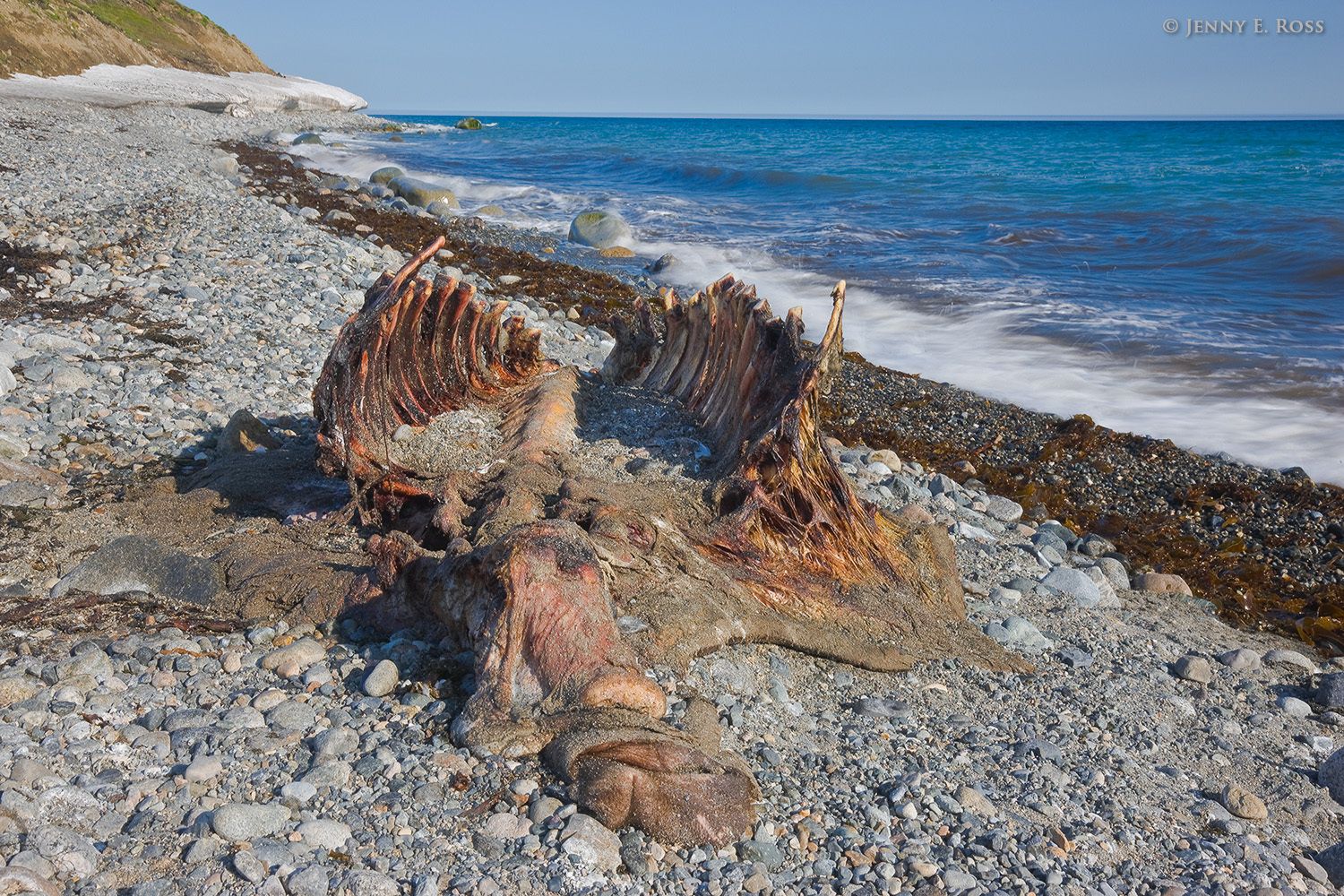 Pacific Walrus carcass, Arakamchechen Island, Chukotka, Bering Sea, Russia.