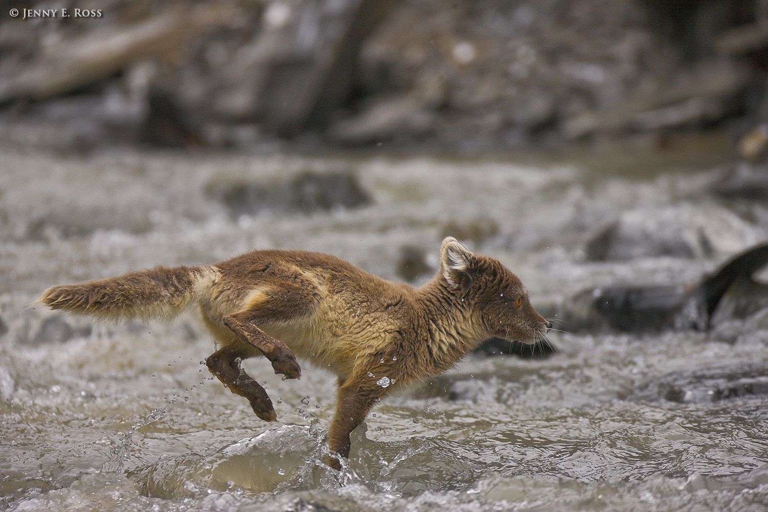 A young Arctic Fox (Alopex lagopus), in dark summer pelage, crosses a fast-moving meltwater stream to hunt for birds.
