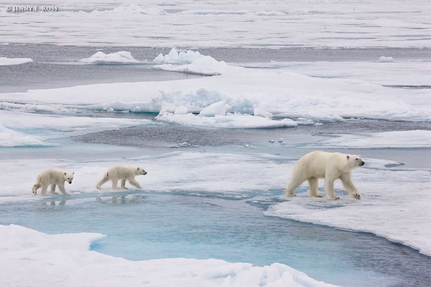 Polar bear mother & twin cubs on sea ice in the Arctic Ocean's central polar basin