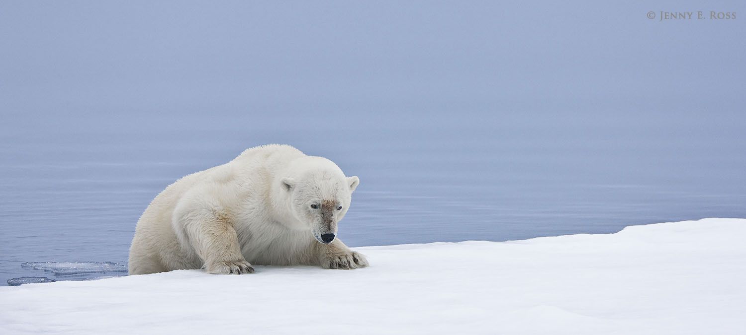 An adult male polar bear (Ursus maritimus) inches himself slowly backward from the sea ice into the water, to begin stalking a basking seal.