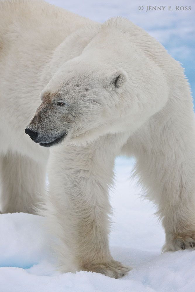 A large, mature adult male polar bear (Ursus maritimus) on sea ice.