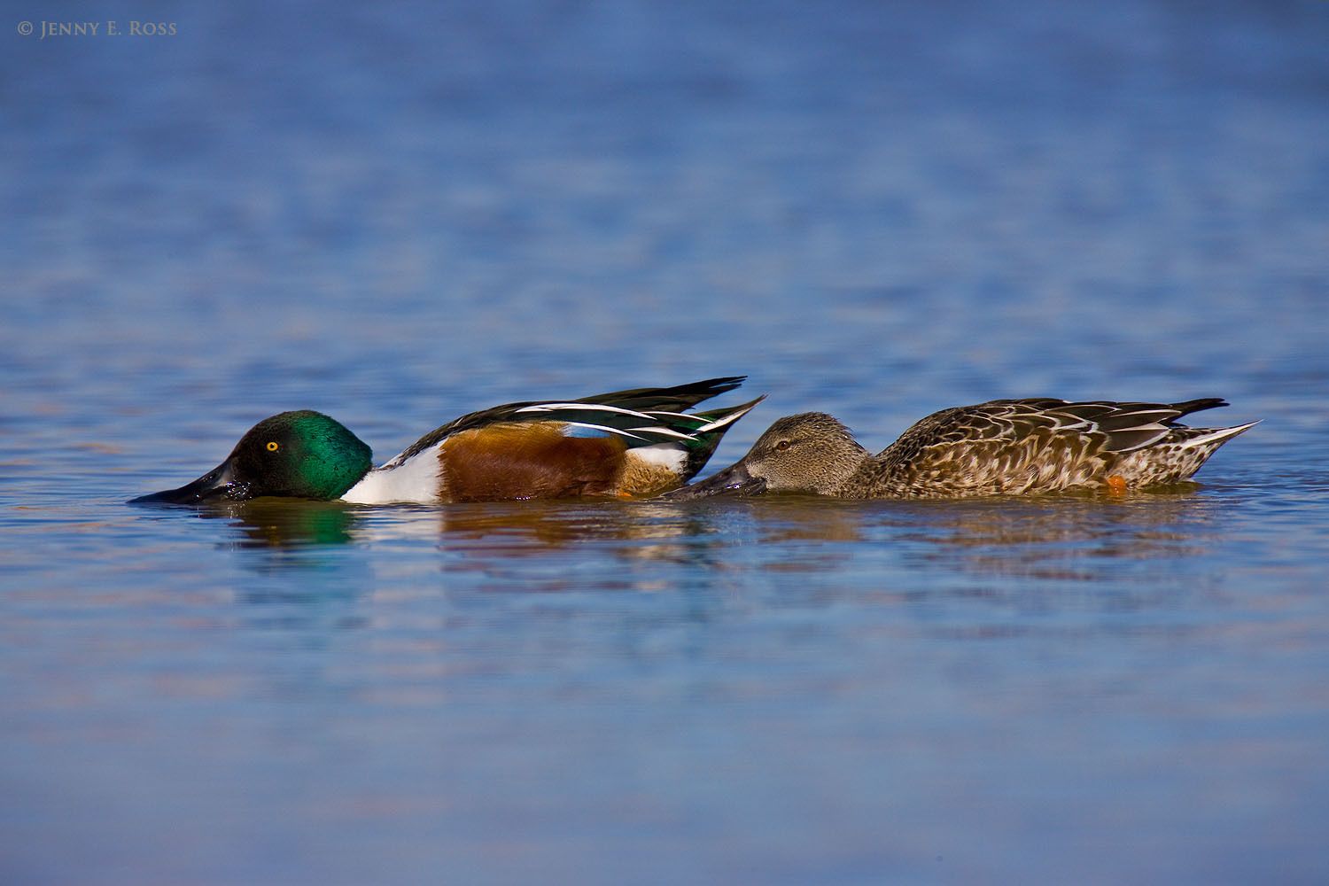 Arctic Birds Life On Thin Ice