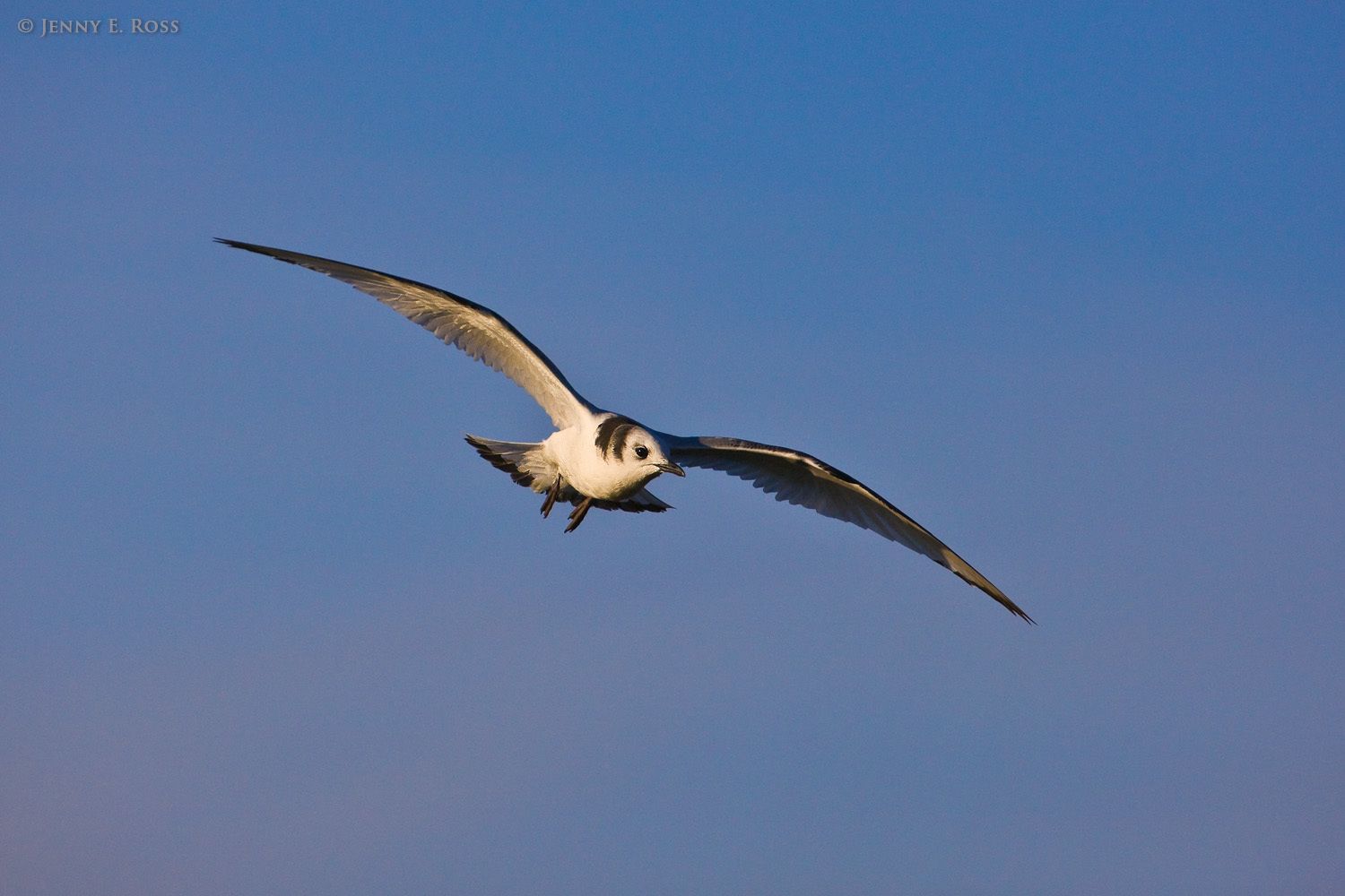 An immature Black-legged Kittiwake (Rissa tridactyla), flying near Verkoturova Island, Bering Sea, Russia.