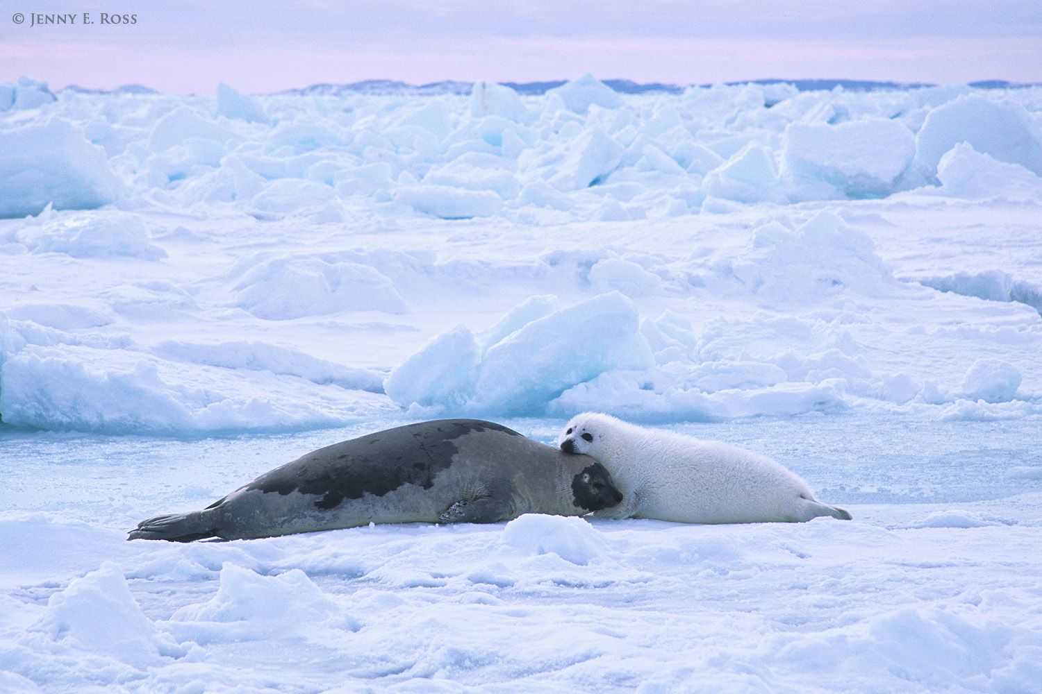 Harp Seal mother & pup resting on Arctic sea ice in the Gulf of St. Lawrence, Nova Scotia, Canada.
