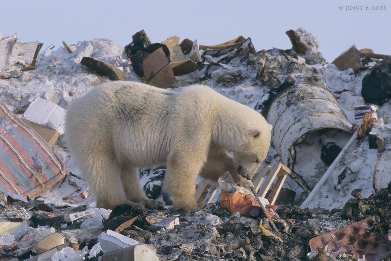 Уничтожение белого. Экология Арктики. Загрязнение Арктики.