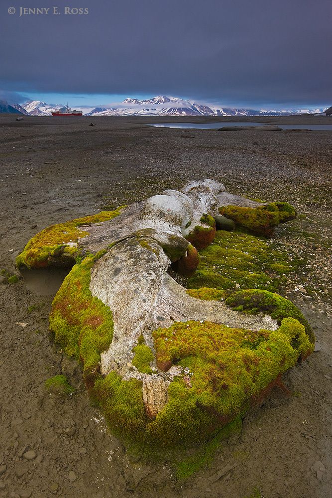 A large, ancient bowhead whale (Balaena mysticetus) bone lies on the ground, slowly decomposing, near the remains of a 17th century whaling station at Gashamna within Hornsund on the island of Spitsbergen in the Svalbard Archipelago, Norway.