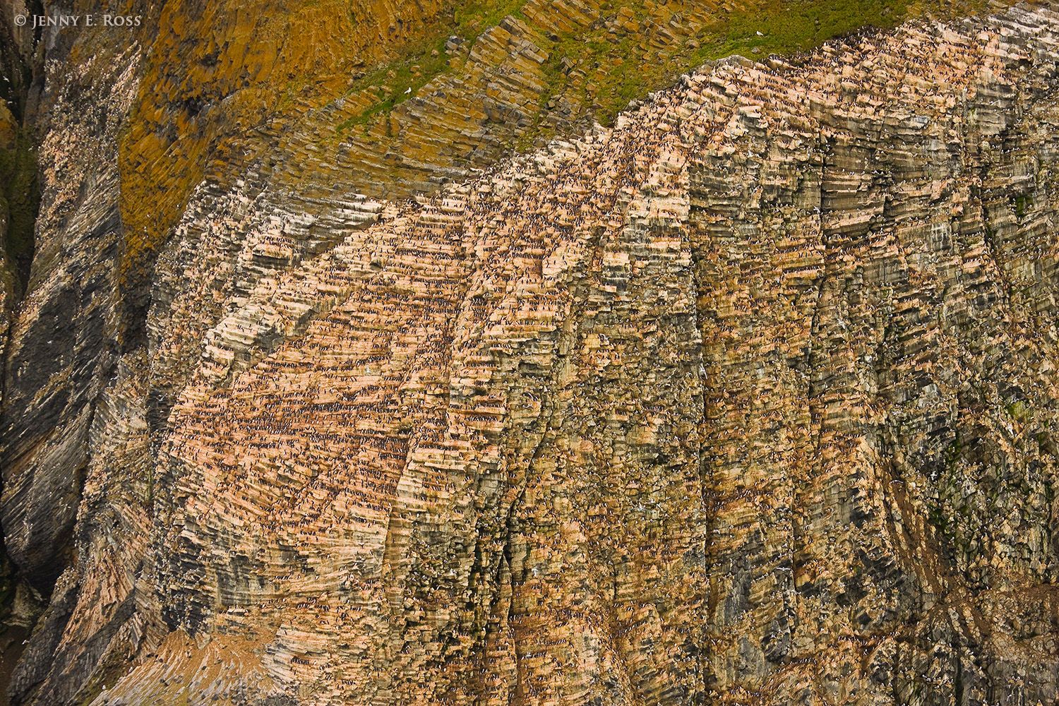 Rubini Rock seabird colony, Franz Josef  Land, Barents Sea (Arctic Ocean), Russia.