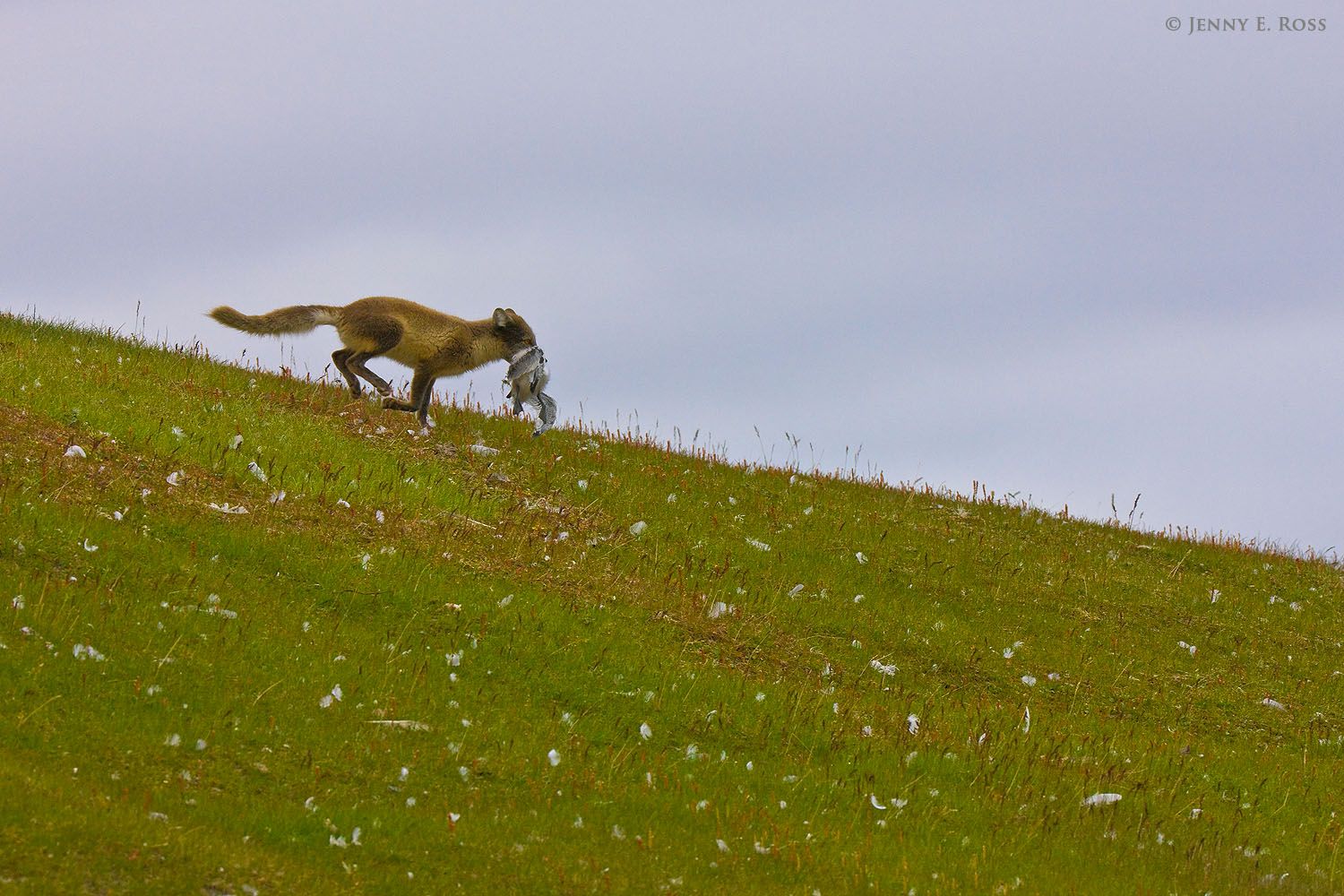 An adult Arctic fox (Alopex lagopus), in dark summer pelage, carries a fledgling black-legged kittiwake (Rissa tridactyla) it has just killed at a seabird colony in Diskobukta on Edgeøya.