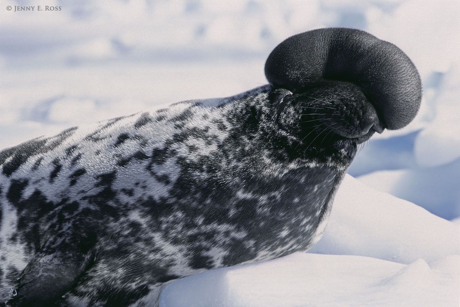 An adult male Hooded Seal (Cystophora cristata) on sea ice. He has inflated the bladder characteristic of the species -- the "hood," an elastic inflatable sac -- which extents from his nose to his forehead on top of his head.