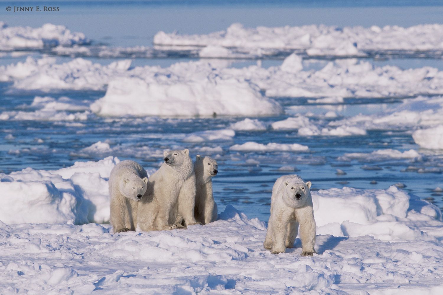 Polar bear (Ursus maritimus) mother and triplets (about 2 years old) on sea ice.
