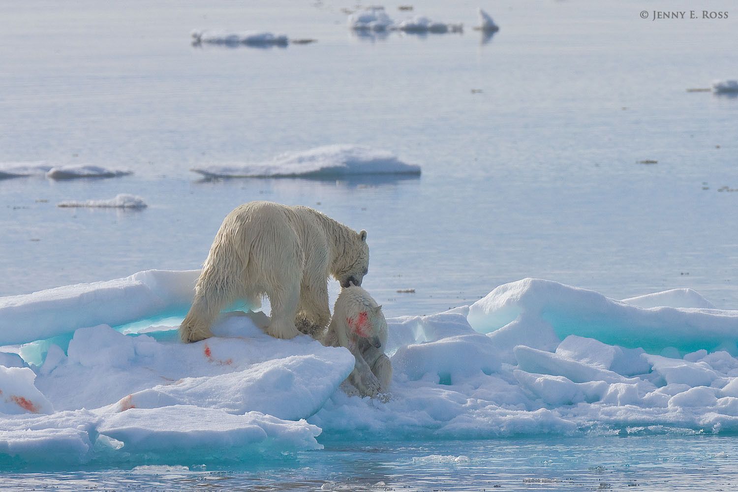 An adult male polar bear (Ursus maritimus) on melting summer sea ice with the body of a young bear (a yearling cub, about 19 months old) he killed for food. Olgastretet, Barents Sea (Arctic Ocean), within the Svalbard Archipelago. Polar bear infanticide & cannibalism on sea ice, Barents Sea, Svalbard Archipelgo, Norway.