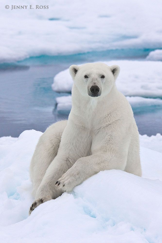 Polar bear (Ursus maritimus) resting on sea ice.
