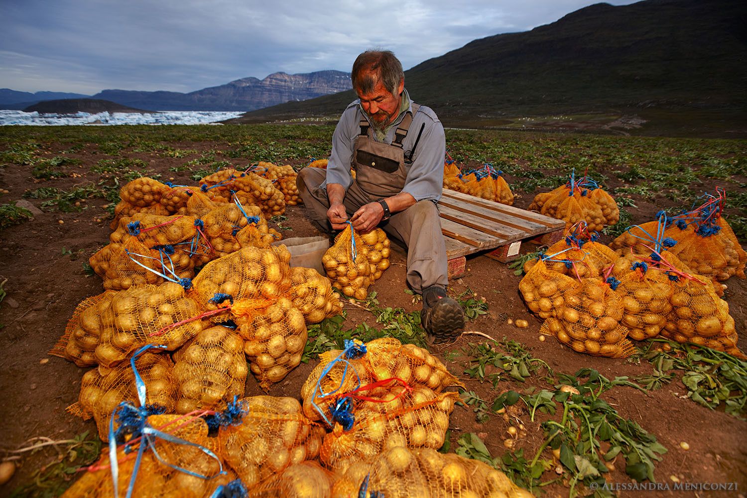 Inuit farmer Ole Egede bundles his freshly-harvested Solist potato crop at the Equaluit Ilua farm in Sermilik Fjord, South Greenland.